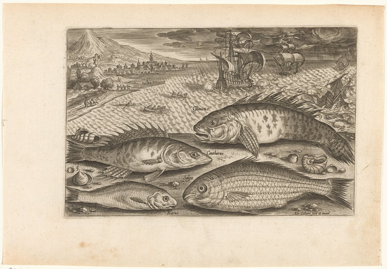 Cuatro peces en la playa
Fish (título de la serie)
Piscivm vivae icones (título de la serie) de Adriaen Collaert