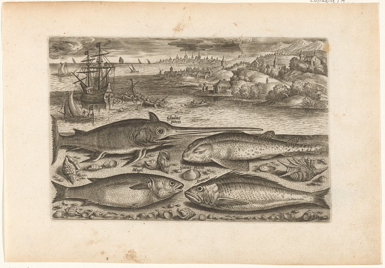 Cuatro peces en la playa
Fish (título de la serie)
Piscivm vivae icones (título de la serie) de Adriaen Collaert