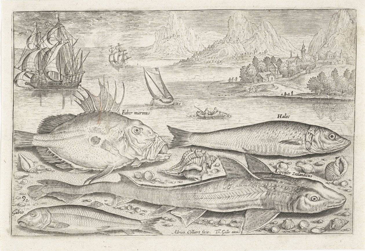 Cuatro peces en la playa
Fish (título de la serie)
Piscivm vivae icones (título de la serie) de Adriaen Collaert
