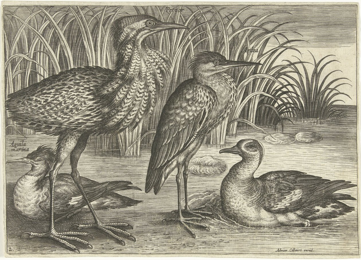 Cuatro aves zancudas a lo largo de la orilla de un río Pájaros (título de la serie) Avivm vivae (título de la serie) de Adriaen Collaert