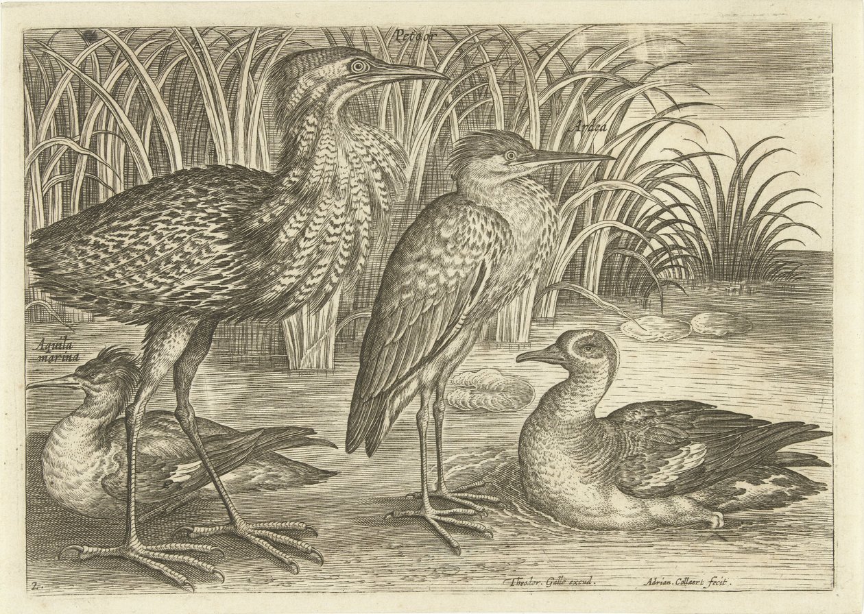 Cuatro aves zancudas a lo largo de la orilla de un río Pájaros (título de la serie) Avivm vivae (título de la serie) de Adriaen Collaert