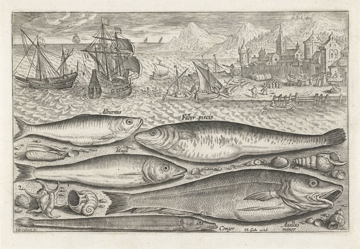cinco peces en la playa Pesca (título de la serie) Iconos de Piscium vivae (título de la serie) de Adriaen Collaert