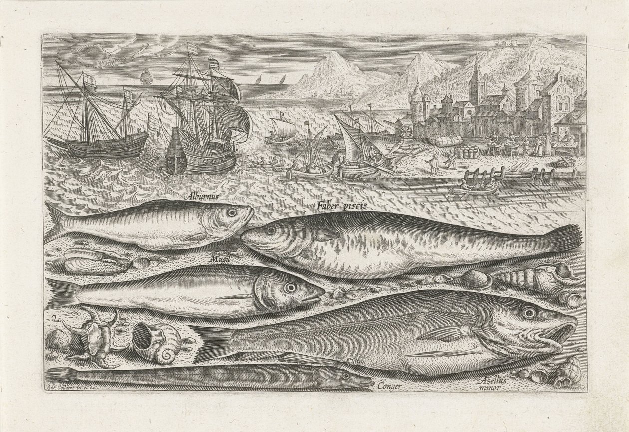 cinco peces en la playa Pesca (título de la serie) Iconos de Piscium vivae (título de la serie) de Adriaen Collaert