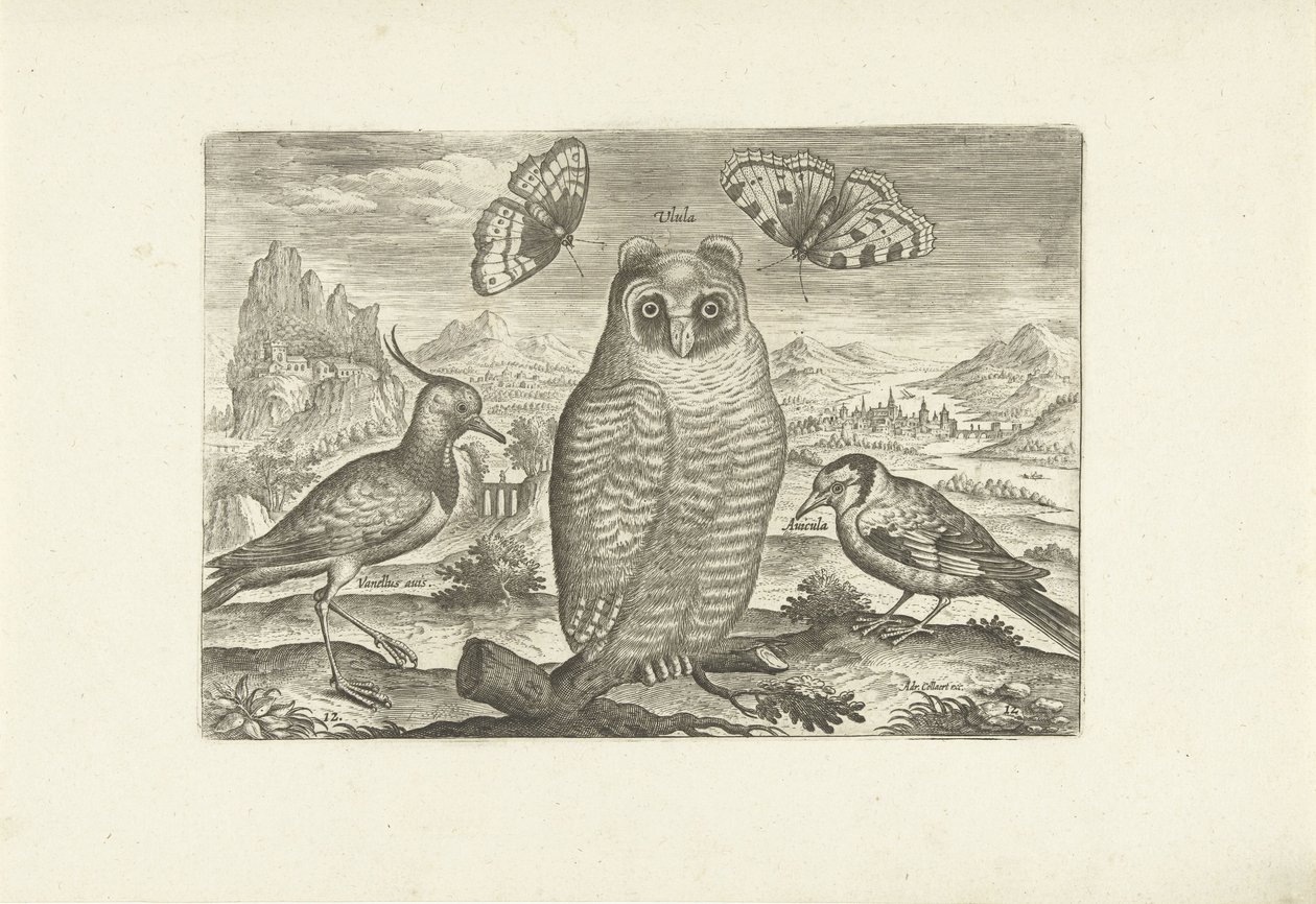 Aves y mariposas en un paisaje. Pájaros (título de la serie) Avium vivae (título de la serie) de Adriaen Collaert