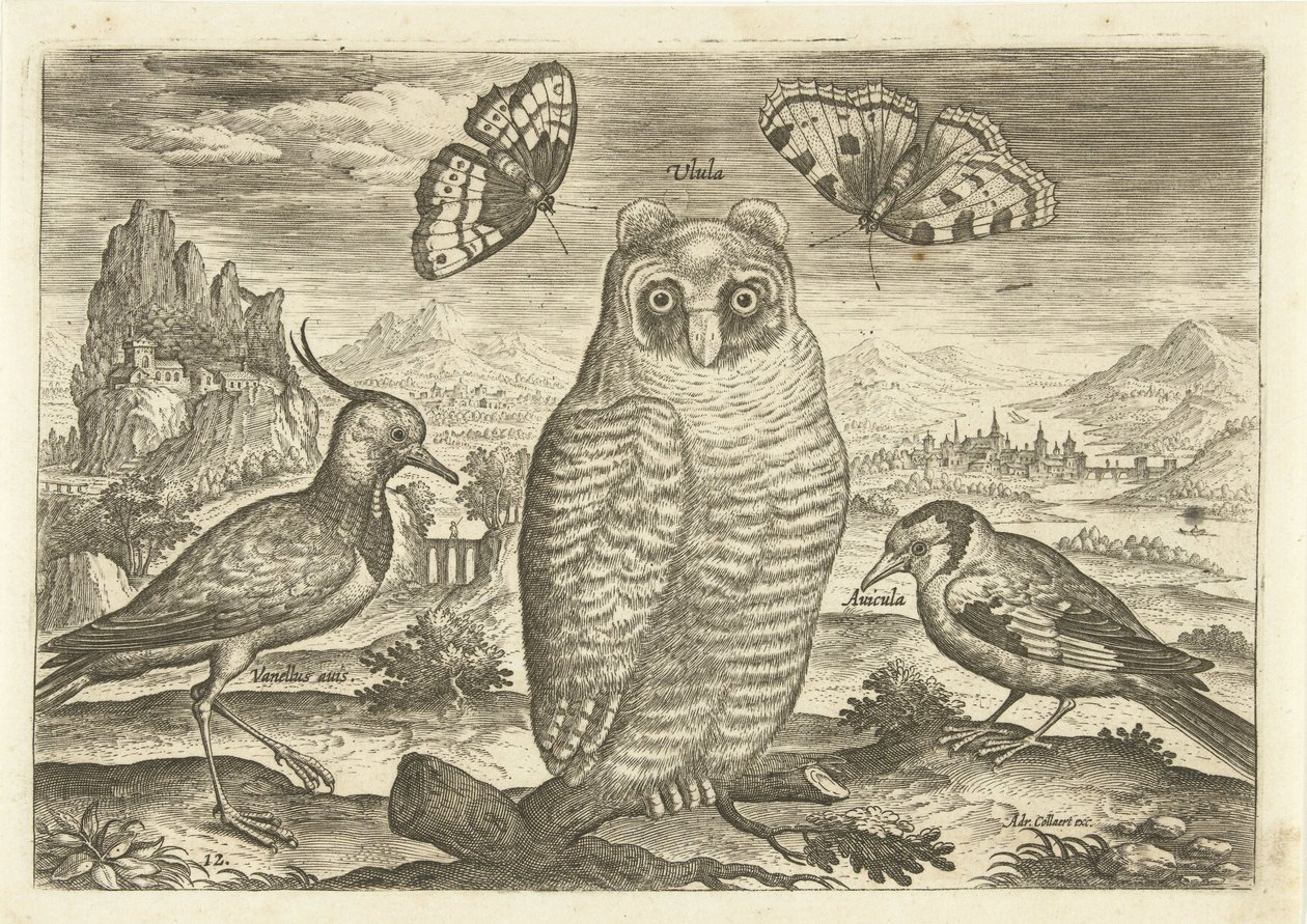 Aves y mariposas en un paisaje. Pájaros (título de la serie) Avium vivae (título de la serie) de Adriaen Collaert