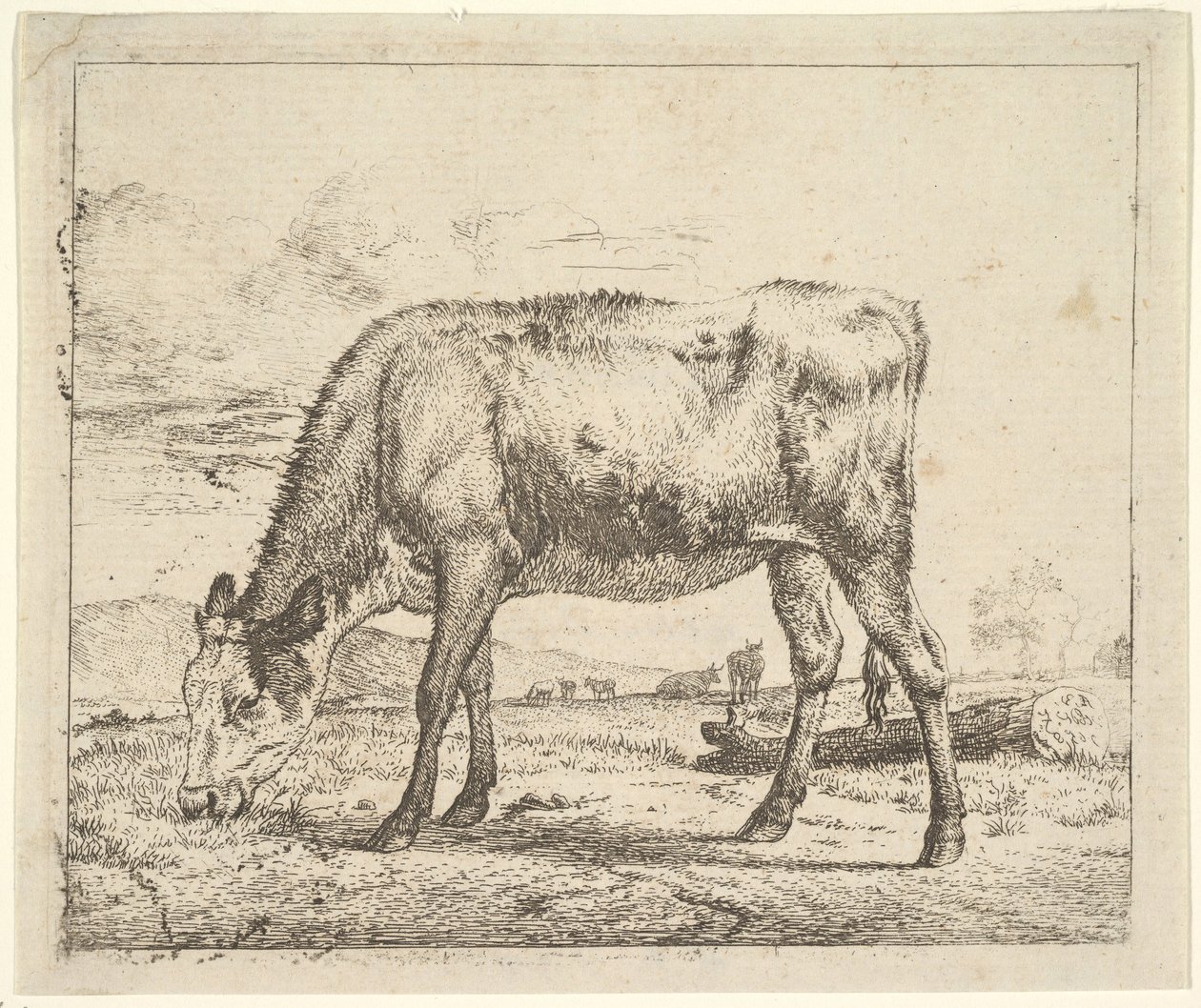 Ternero pastando, de Different Animals, 1658 de Adriaen van de Velde