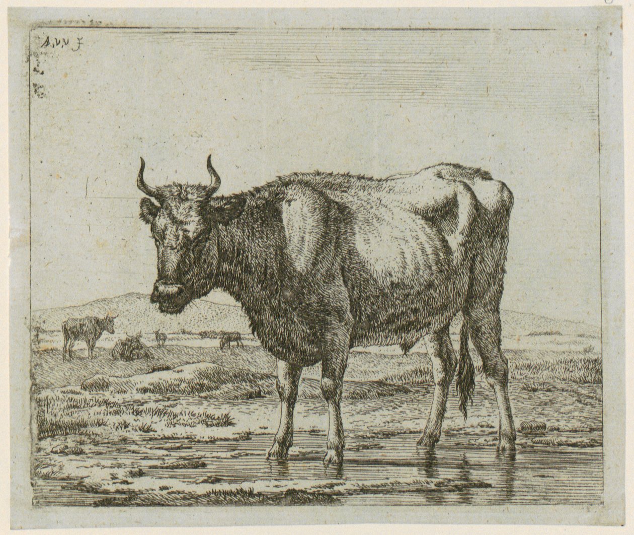 Toro de pie en el agua, lámina 6 de la serie «Animales diversos» de Adriaen van de Velde