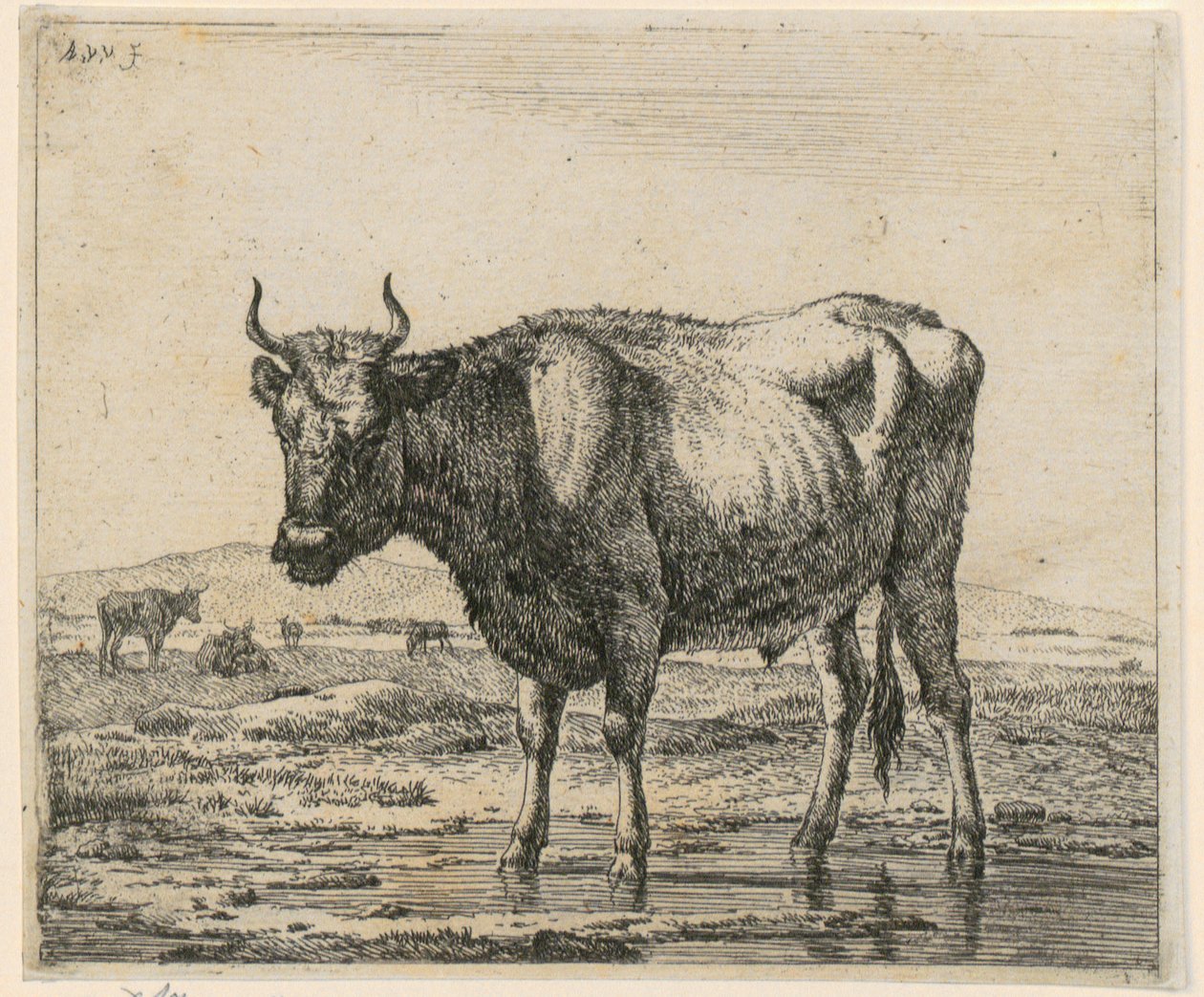 Toro de pie en el agua, lámina 6 de la serie «Animales diversos» de Adriaen van de Velde