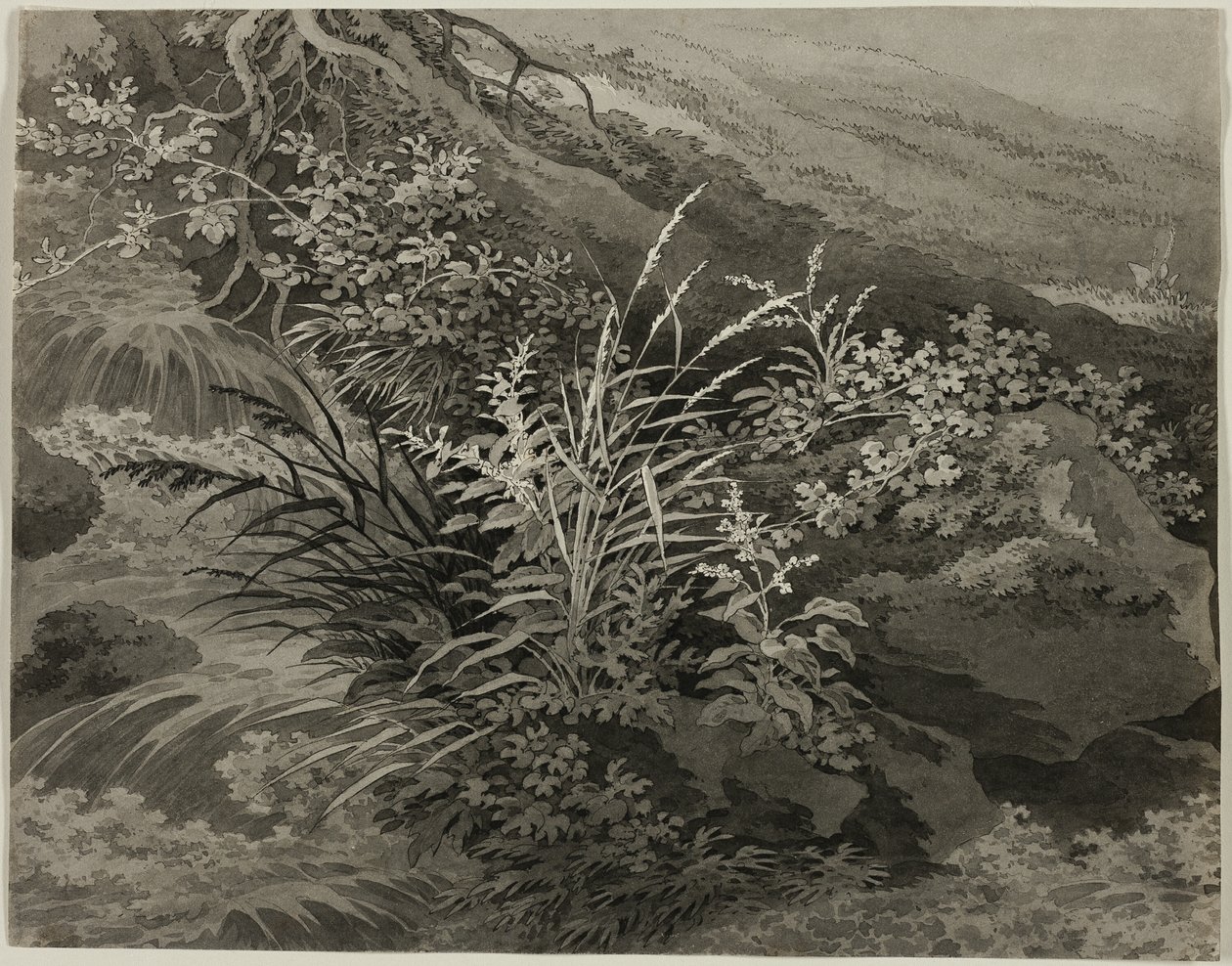 Esquina del prado con juncos y otras plantas de Adrian Zingg