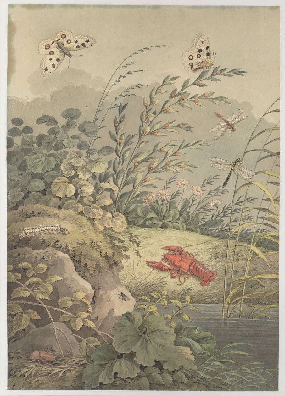 Pieza de agua con cangrejo, mariposas, libélulas y espino cerval de mar, c. 1800 de Adrian Zingg
