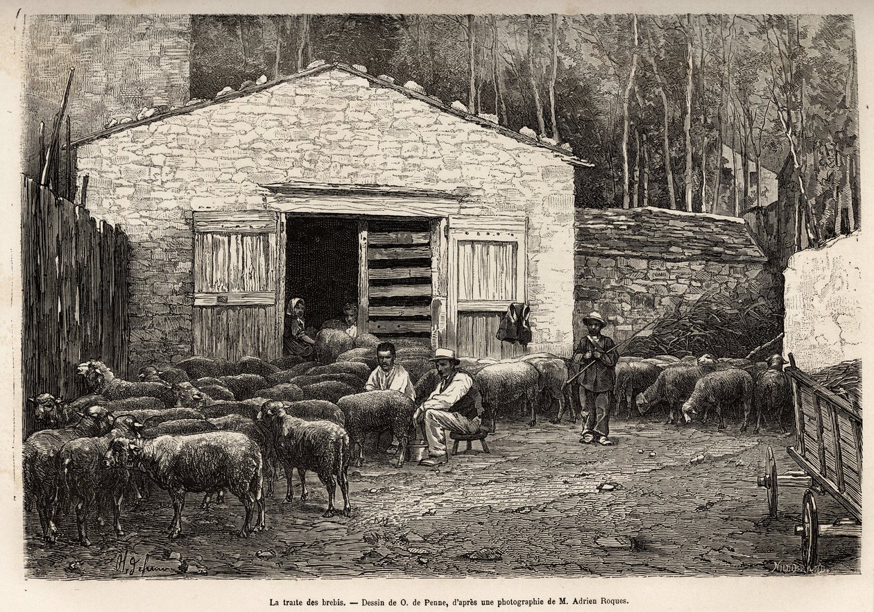 El comercio de ovejas, todo el personal de la granja estaba empleado en esta tarea, niño, sirviente, bajo la supervisión del pastor, grabado después de un dibujo de A.Marie, ilustrando un viaje a Roquefort y sus alrededores, por Adrien Roques y Jules Chart de Adrien Emmanuel Marie