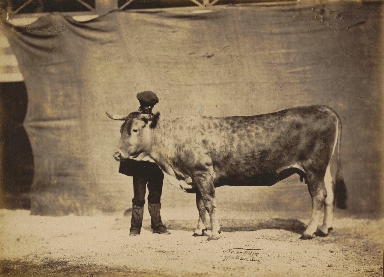Vaca garonesa, de 5 a 6 años de Adrien Tournachon