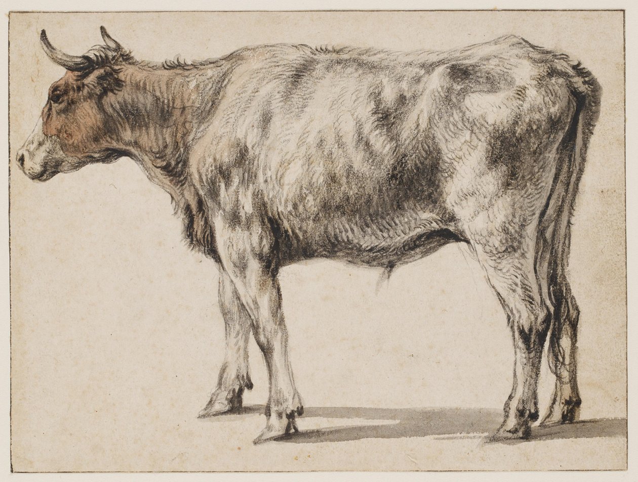 Un joven toro de pie de Aelbert Cuyp