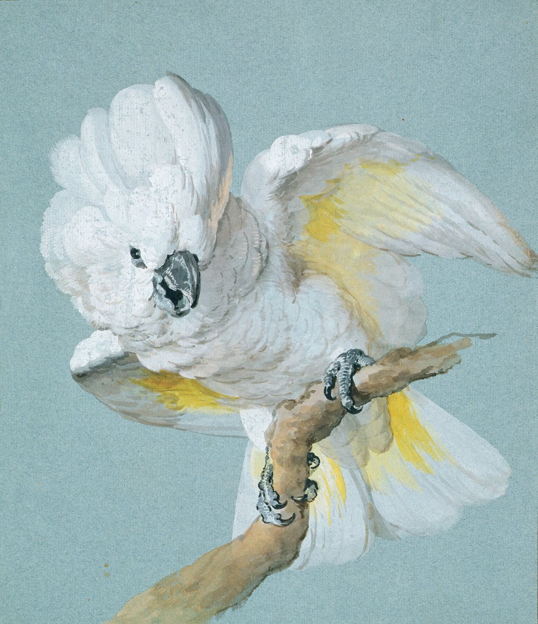 Un Gran Cacatúa de Cresta Blanca de Aert Schouman