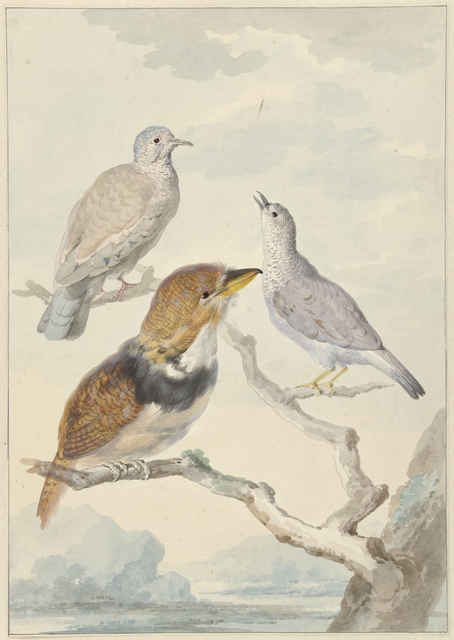 Tres pájaros, dos palomas incas y un cuco barbudo con collar de Aert Schouman