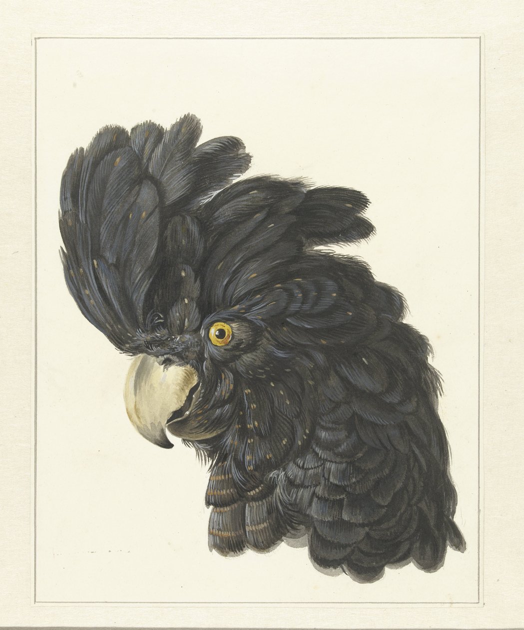 Cabeza de cacatúa
Cabeza de loro (título en el objeto) de Aert Schouman