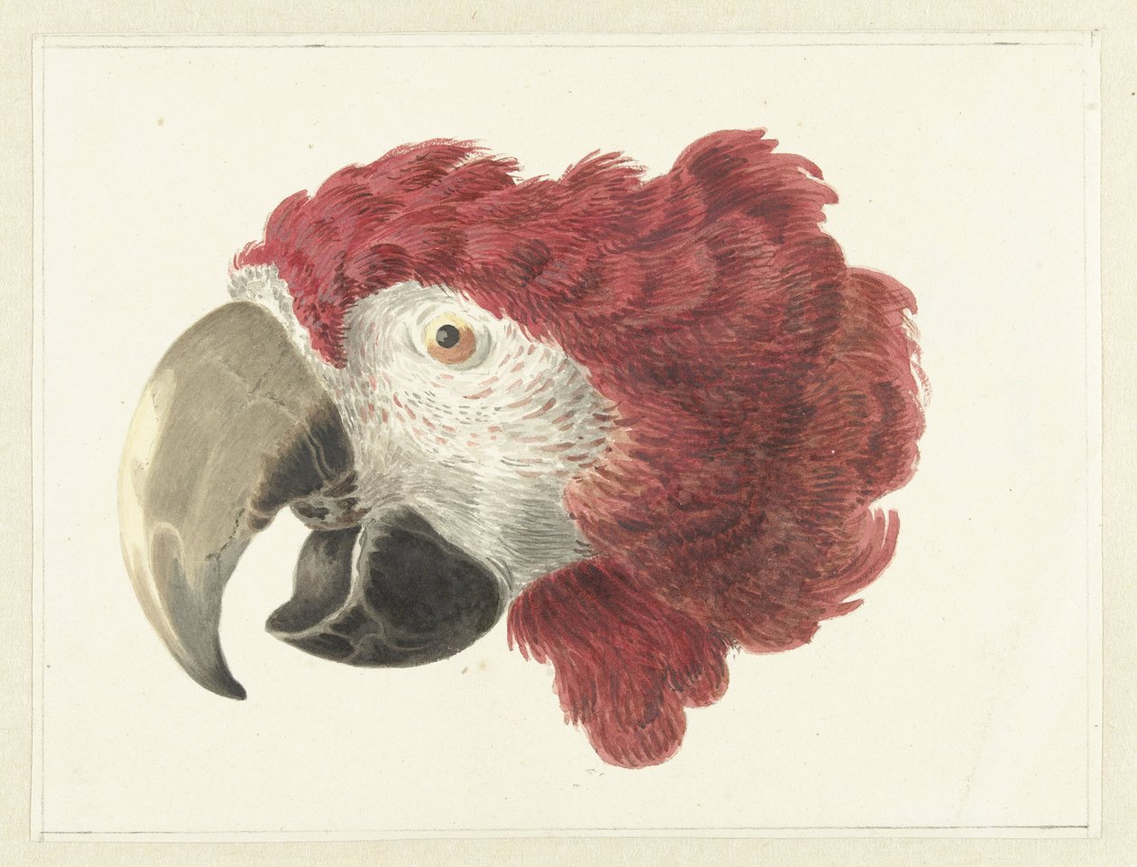 Cabeza de guacamayo
Cabeza de loro (título en el objeto) de Aert Schouman