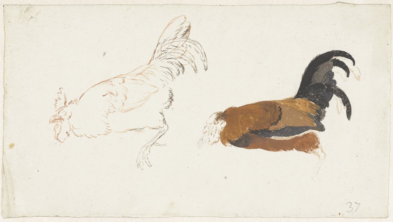 Dos estudios de un gallo muerto de Aert Schouman