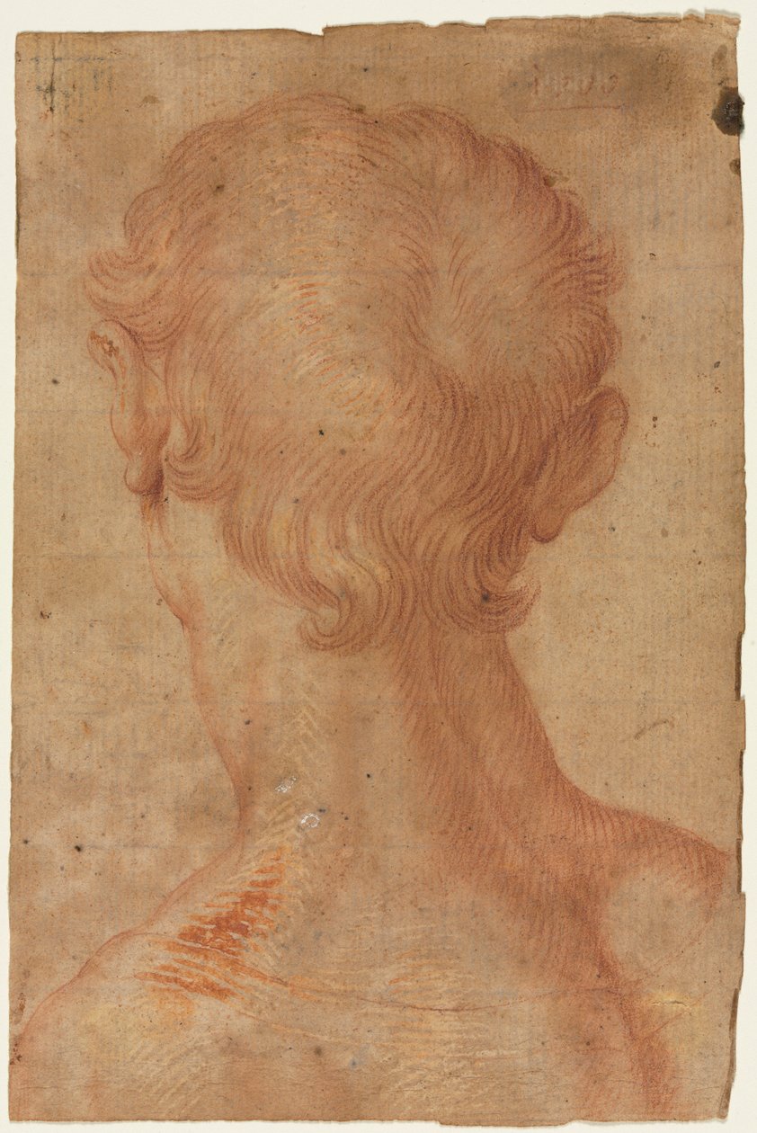 Männerkopf von hinten de Agnolo Bronzino