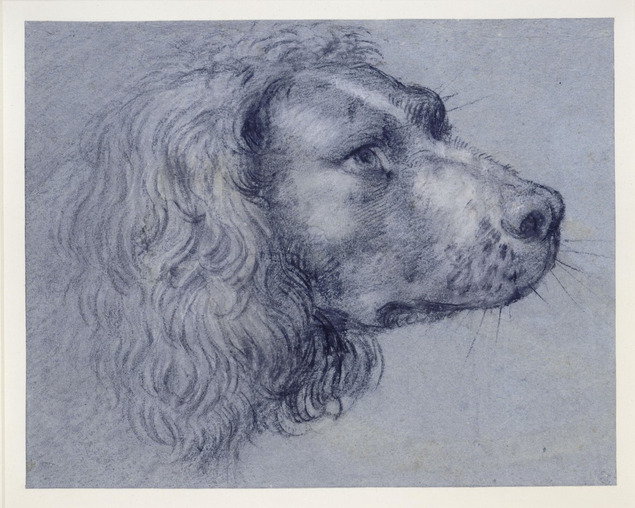 Estudio de cabeza de un spaniel de Agostino Carracci