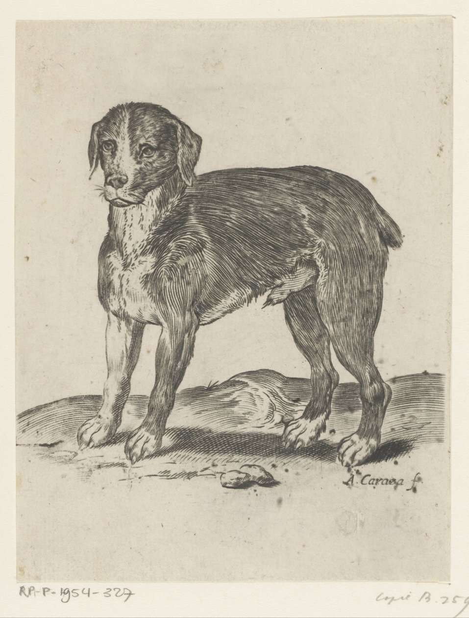 perro de pie de Agostino Carracci