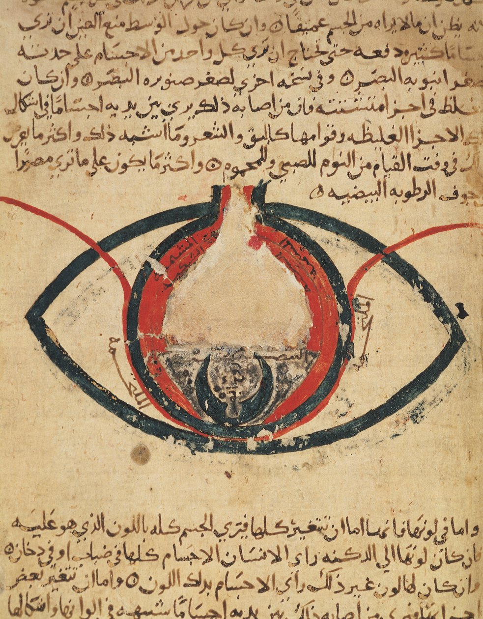 Anatomía del Ojo, de un libro sobre enfermedades oculares de Al Mutadibi