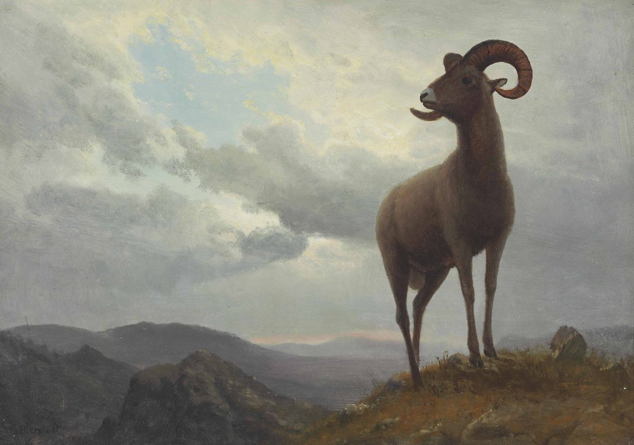 Oveja de cuernos largos de Albert Bierstadt