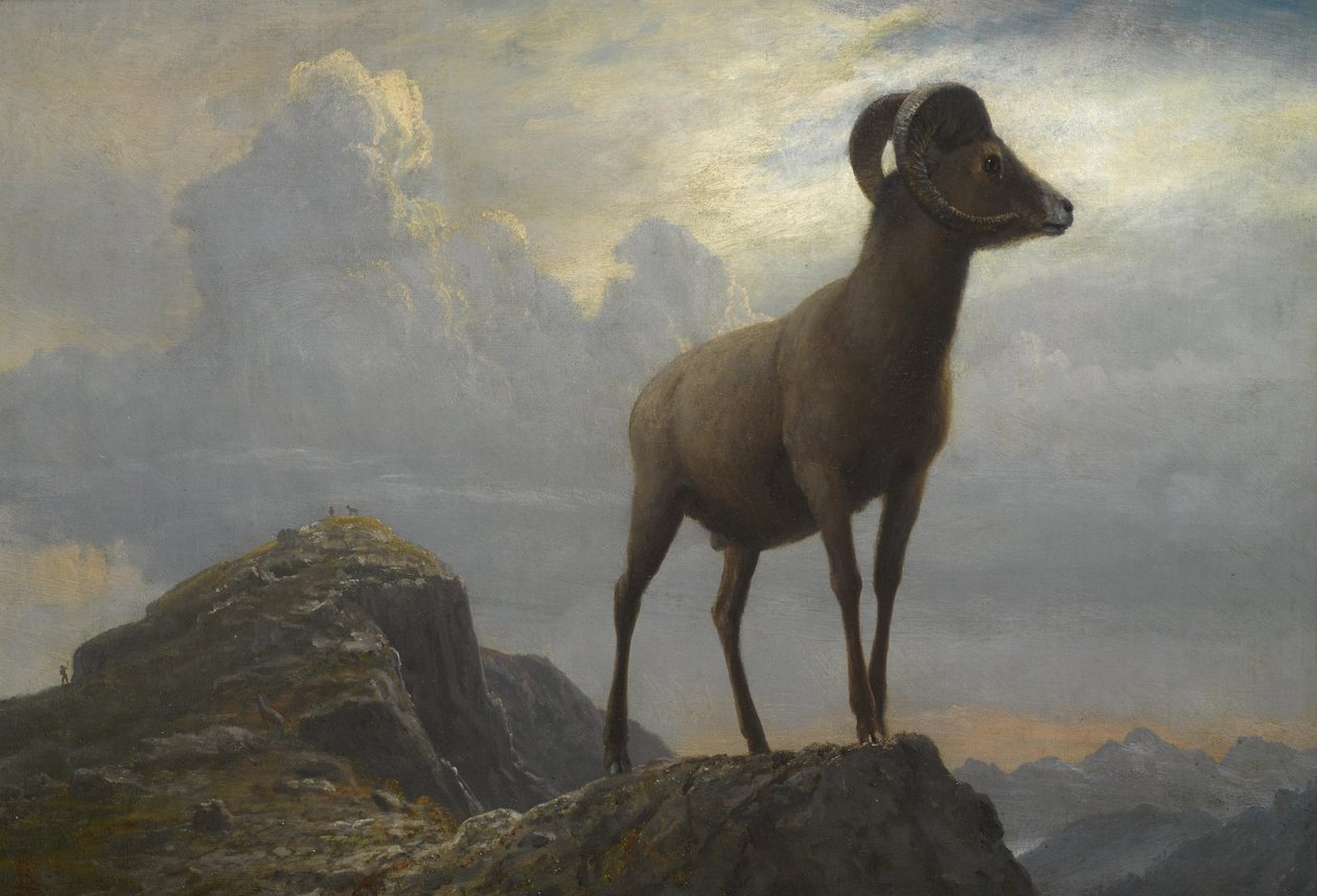 Estudio de un carnero de gran cuerno de Albert Bierstadt