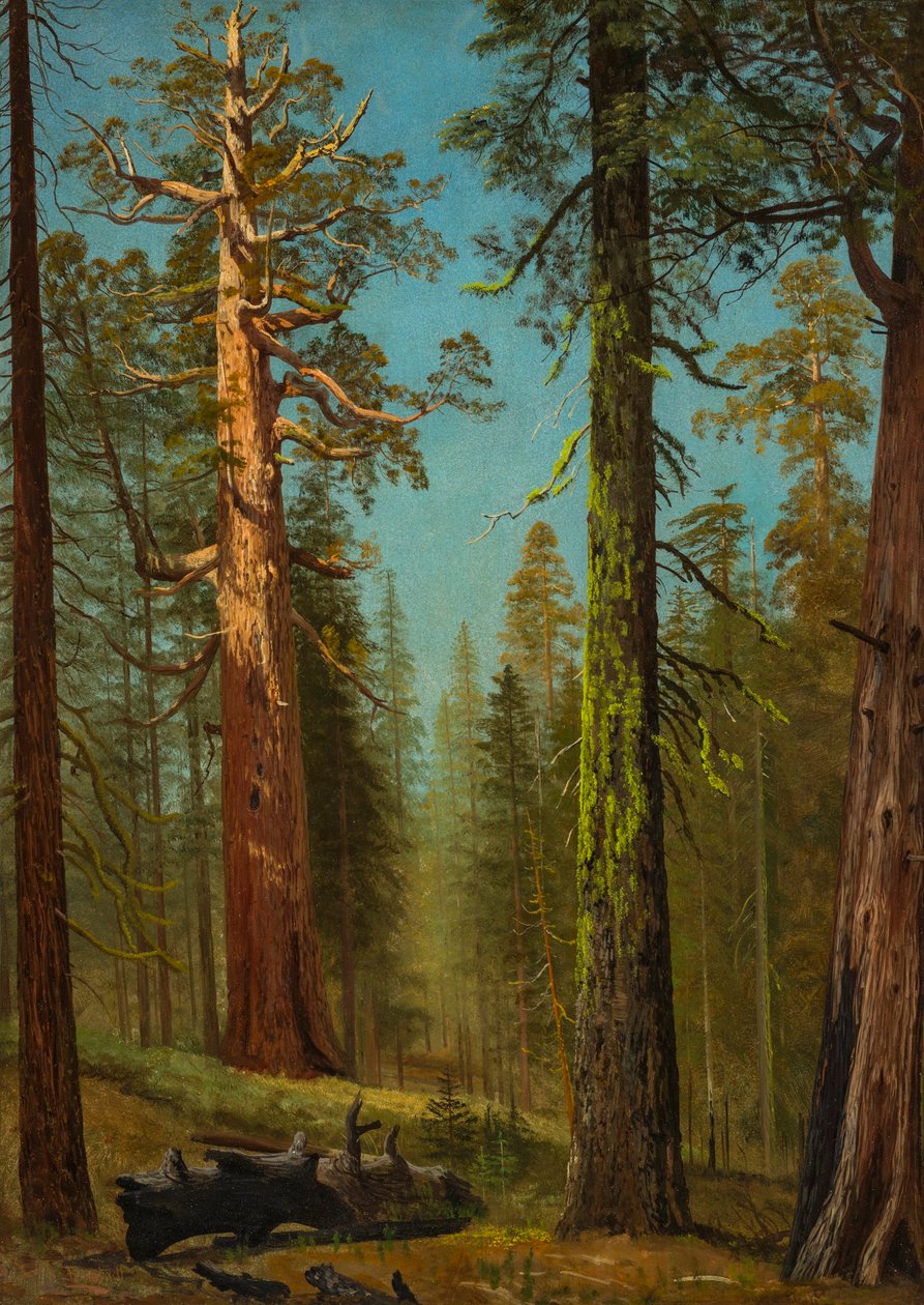 El gigante Grizzly Sequoia, Mariposa Grove, California de Albert Bierstadt