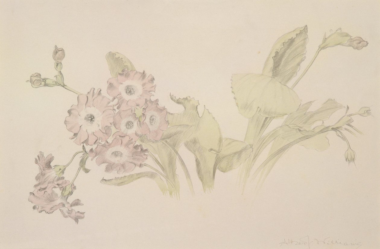 Aurícula de Albert Williams