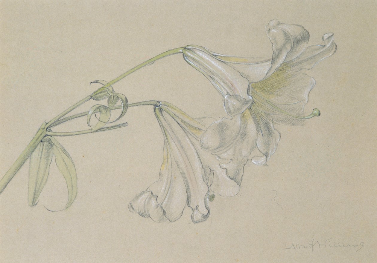 Lirio de Albert Williams