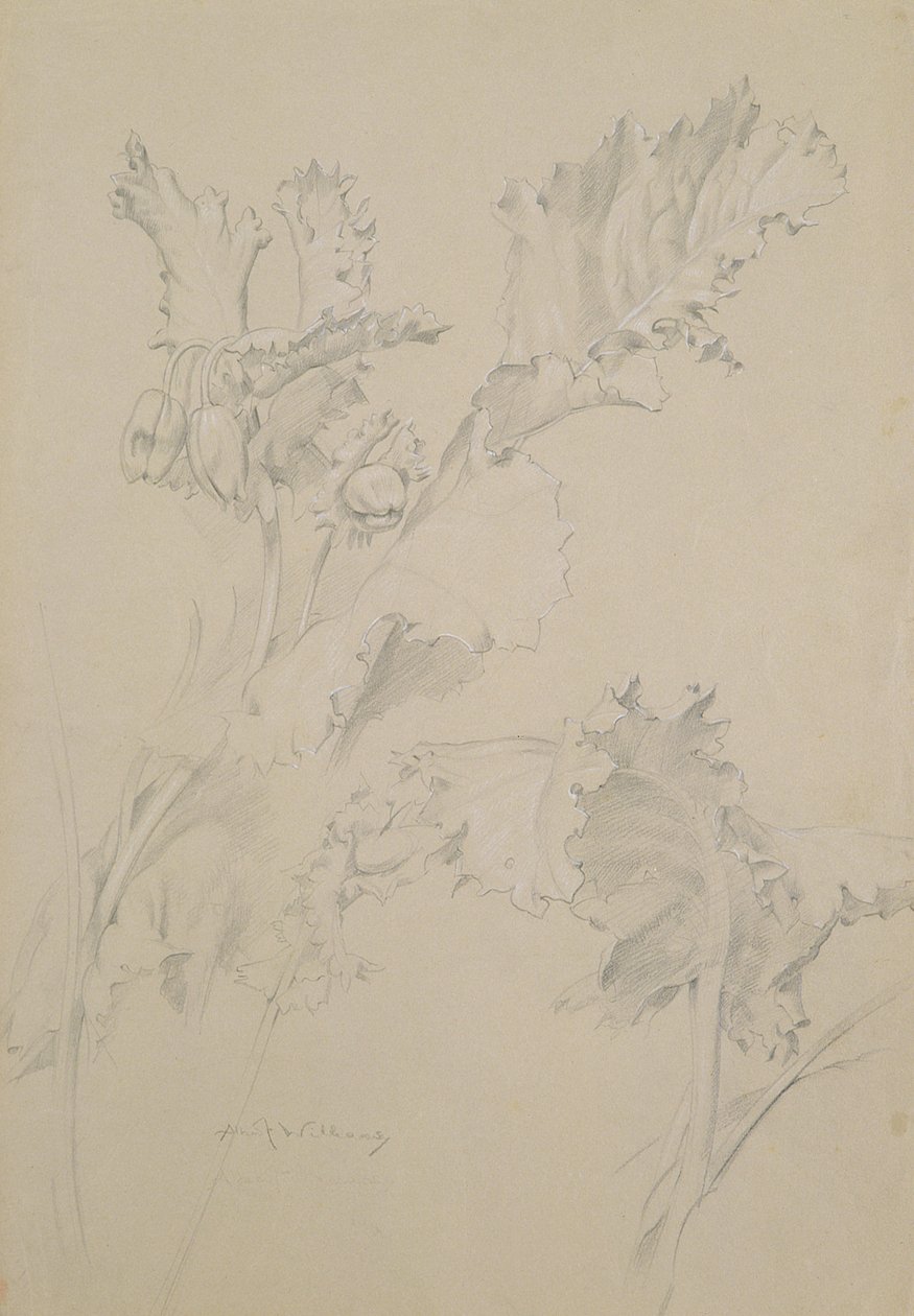 Hojas de amapola de Albert Williams
