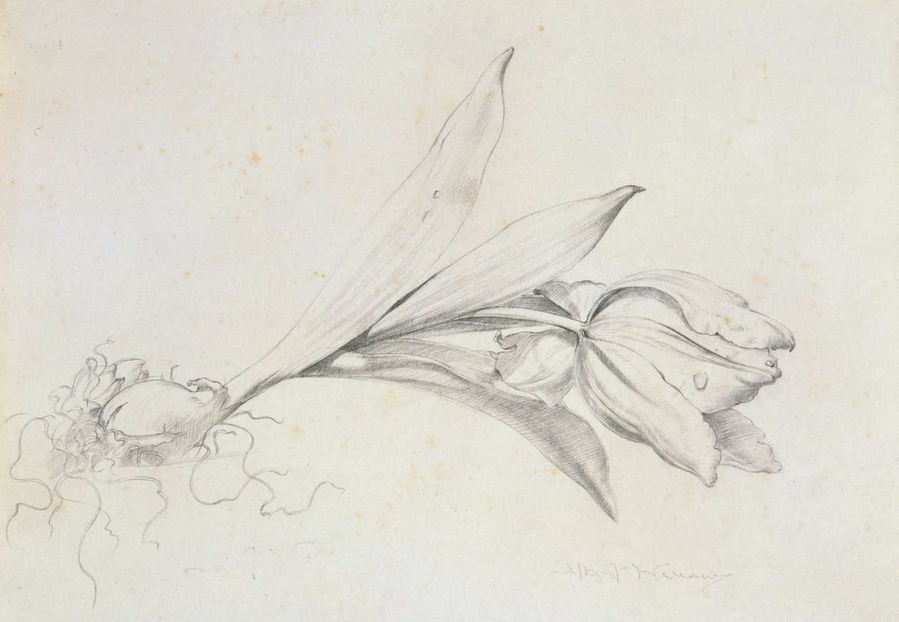 Tulipán de Albert Williams