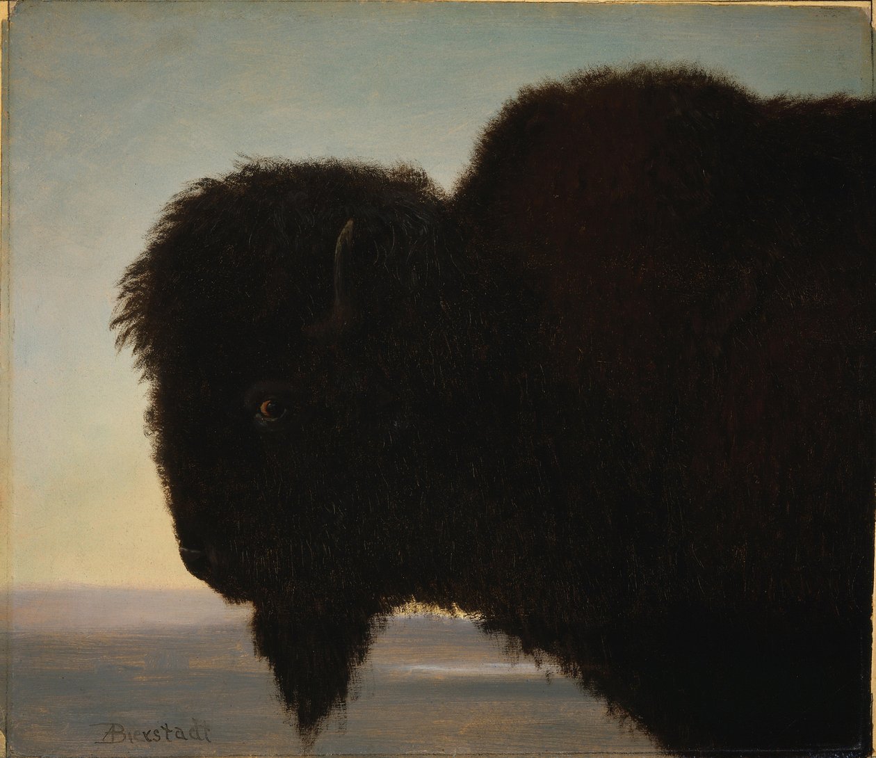 Cabeza de búfalo de Albert Bierstadt