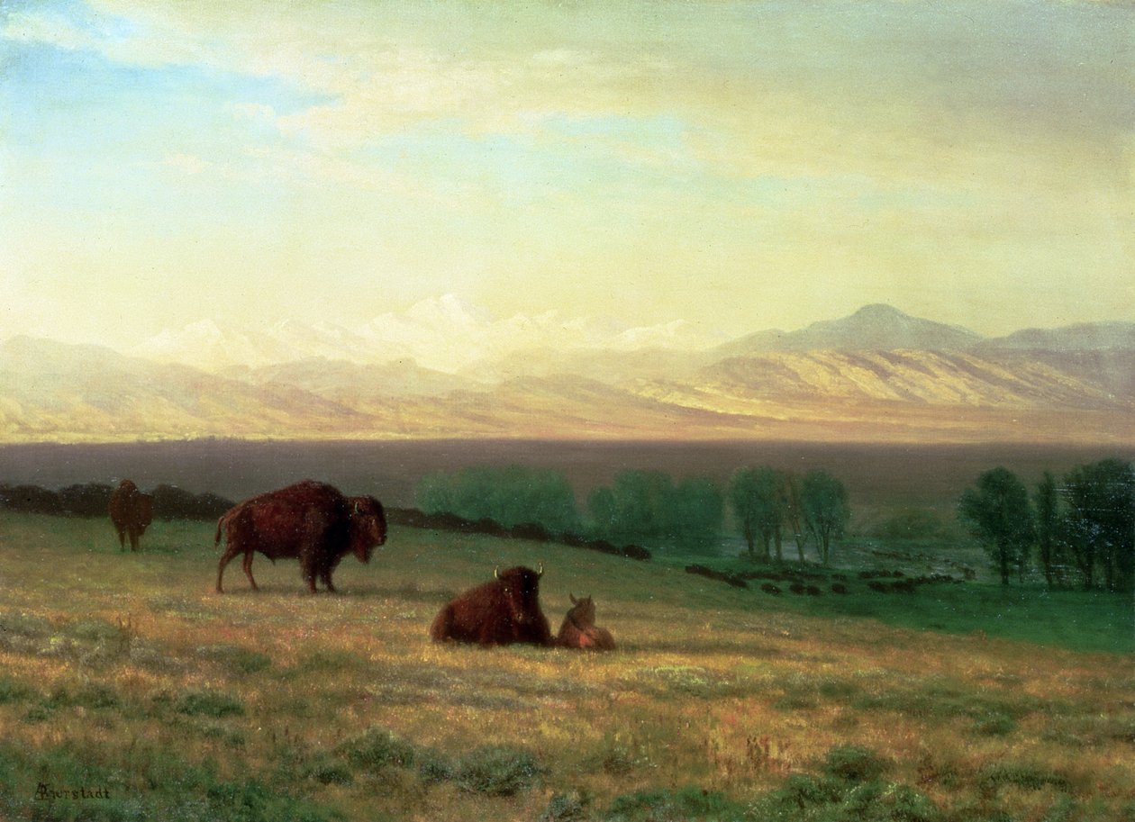 Búfalos en las Llanuras de Albert Bierstadt