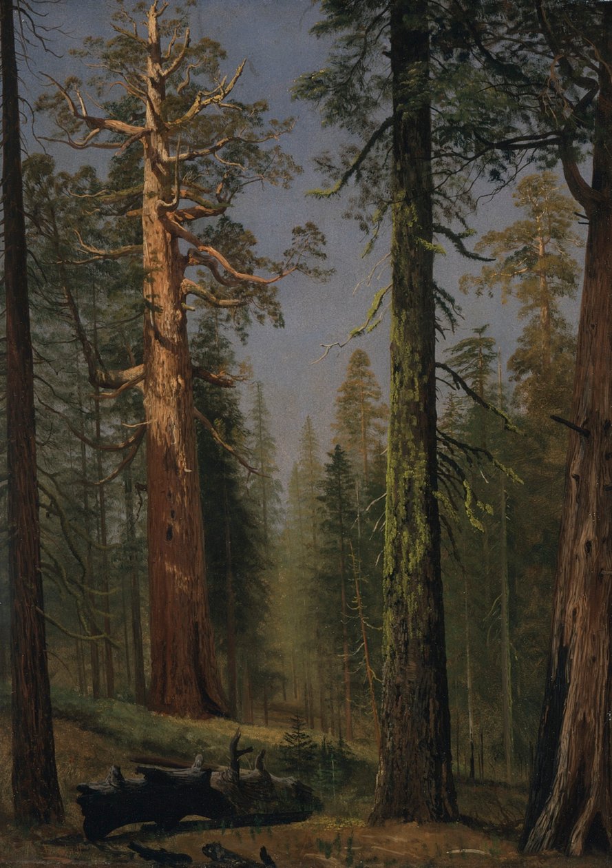La Sequoia Gigante Grizzly, Mariposa Grove, California de Albert Bierstadt