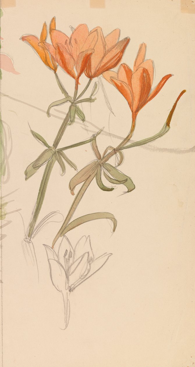 Orange Lilien de Albert Edelfelt
