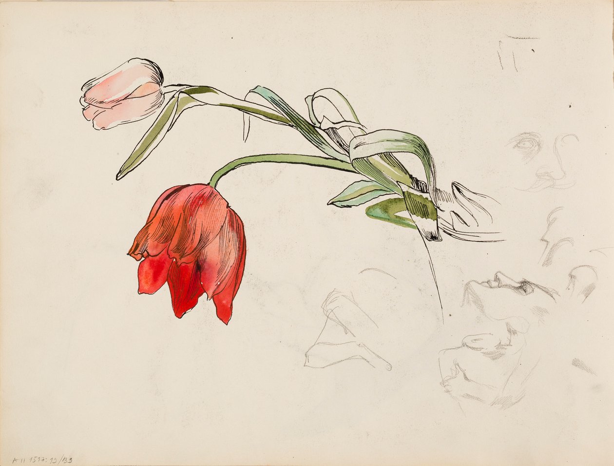 Tulipanes, documentos de investigación sobre el rostro de Albert Edelfelt