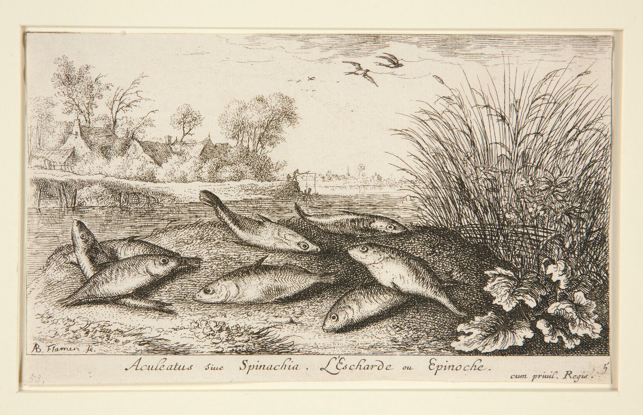 Aculeatus o espinaquia. L de Albert Flamen