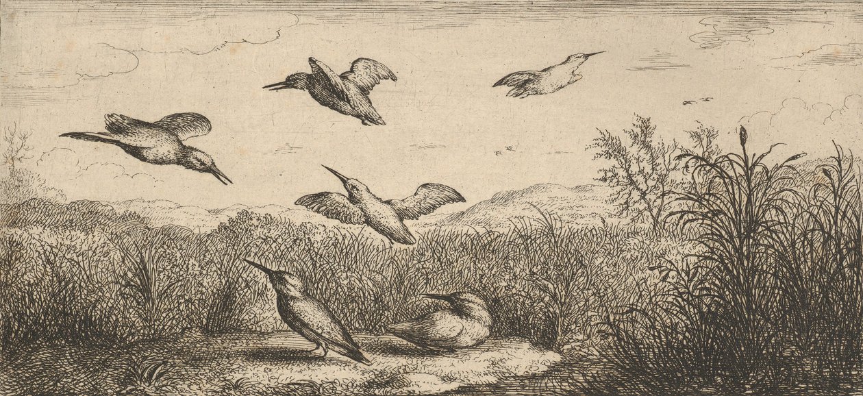 Alcedo, Martín pescador El Martín pescador: Libro de Aves, 1655-1660 de Albert Flamen