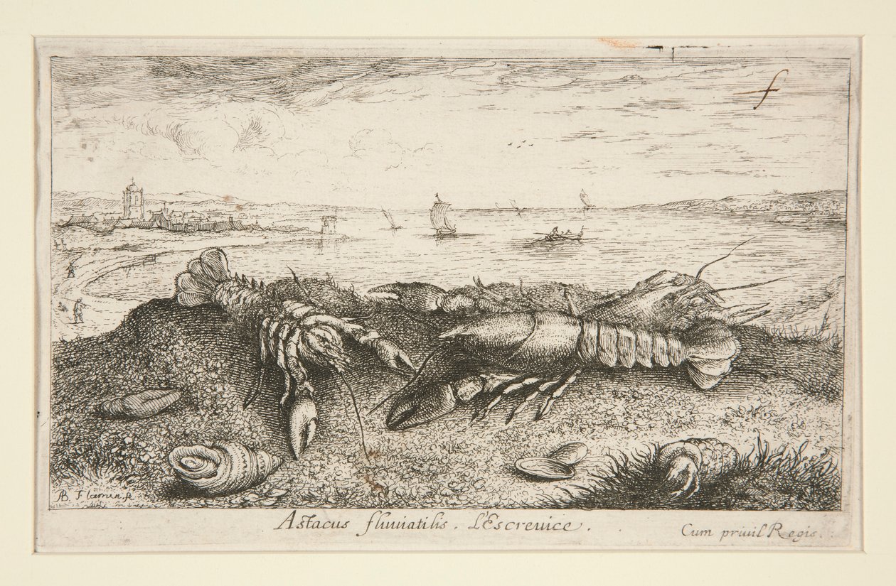 Astacus fluriatilis. L de Albert Flamen