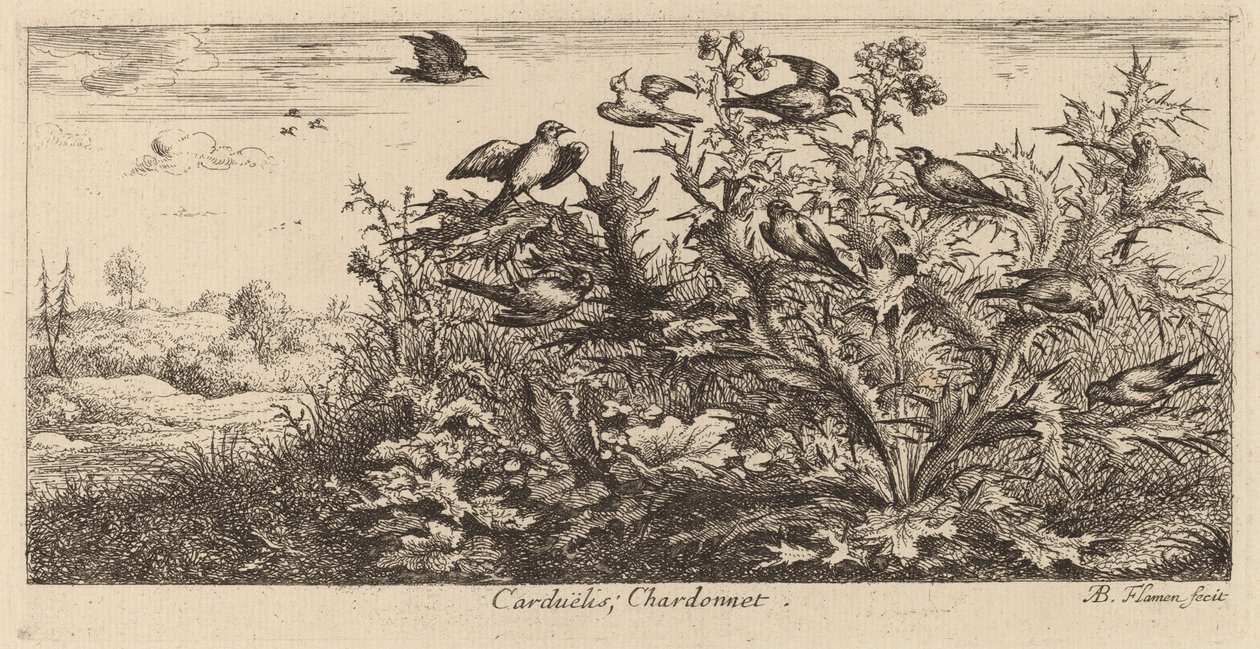 Carduelis, el jilguero de Albert Flamen