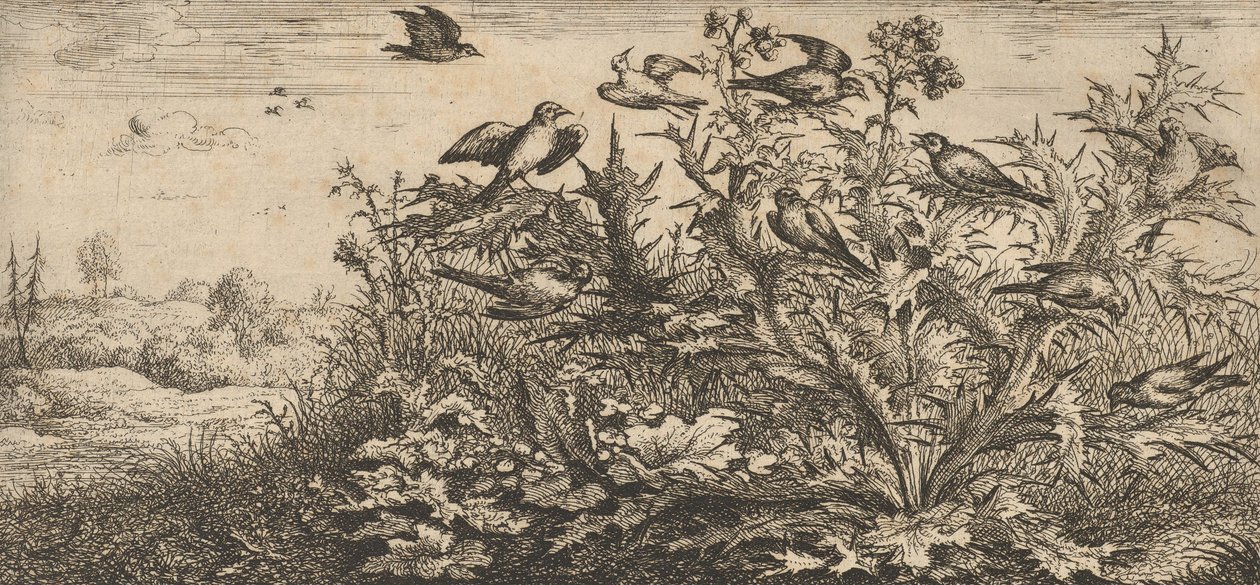 Carduelis, Chardonnet El jilguero: Libro de aves de Albert Flamen