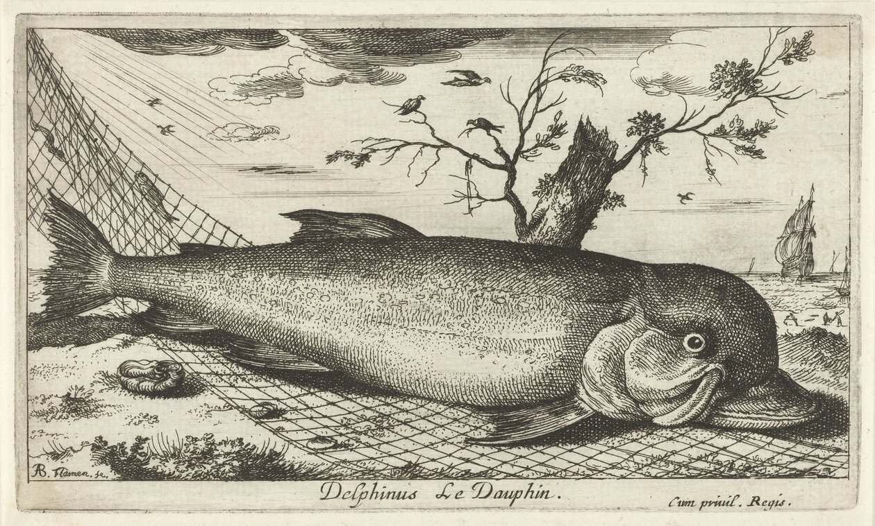 Delfín en una red de pesca Delphinus Le Dauphin. (título en el objeto) Peces y otras criaturas marinas: tercera serie de agua salada (título de la serie) Poissons de mer (título de la serie) de Albert Flamen
