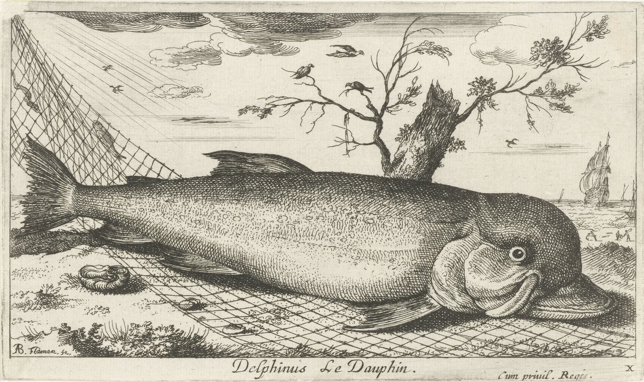 Delfín en una red de pesca Delphinus Le Dauphin. (título en el objeto) Peces y otras criaturas marinas: tercera serie de agua salada (título de la serie) Poissons de mer (título de la serie) de Albert Flamen