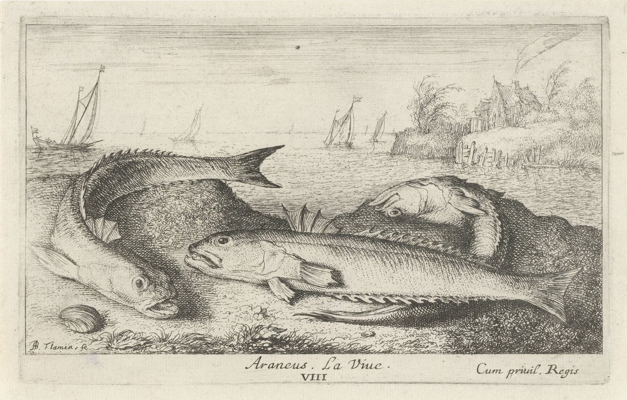 Tres weevers manchados en la playa Araneus. La vida. (título en el objeto) Peces y otras criaturas marinas: segunda serie de agua salada (título de la serie) Poissons de mer (título de la serie) de Albert Flamen