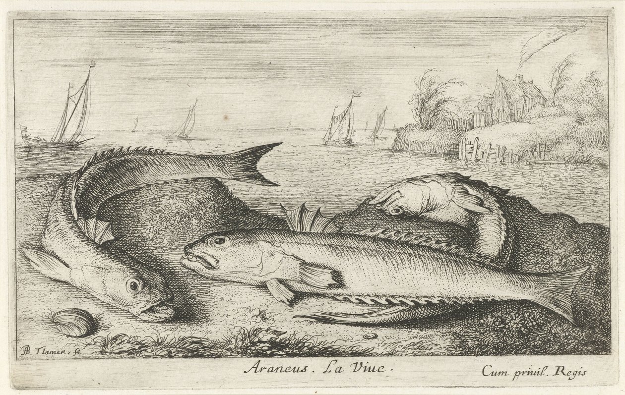 Tres weevers manchados en la playa Araneus. La vida. (título en el objeto) Peces y otras criaturas marinas: segunda serie de agua salada (título de la serie) Poissons de mer (título de la serie) de Albert Flamen