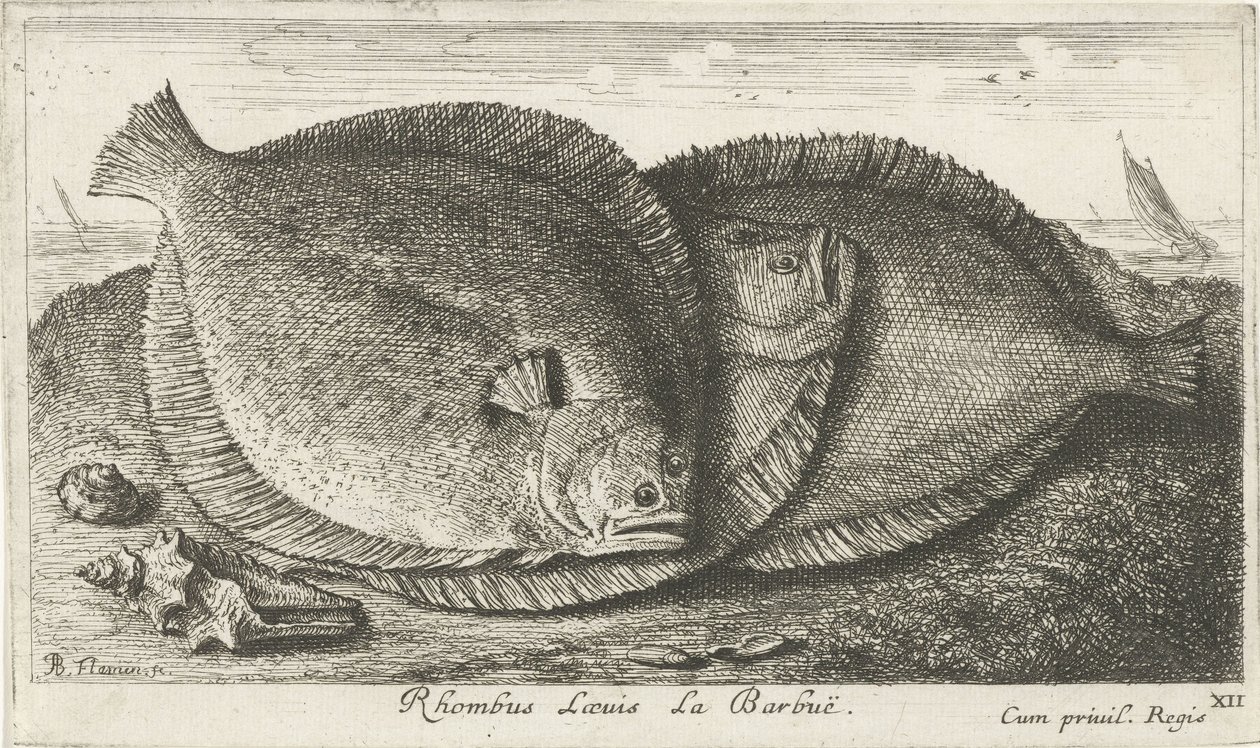 Tres pollitos en la playa Rhombus Laeuis La Barbuë (título sobre objeto) Peces y otras criaturas marinas: tercera serie de agua salada (título de la serie) Poissons de mer (título de la serie) de Albert Flamen