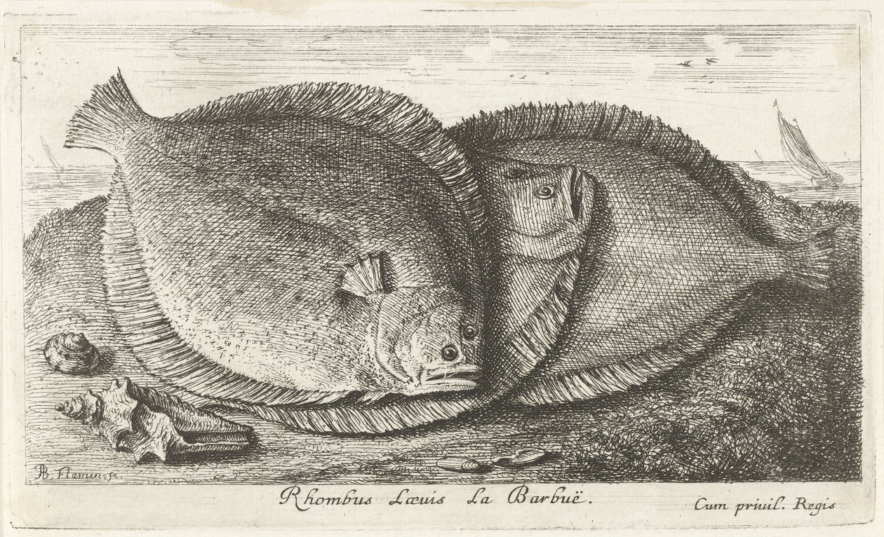 Tres pollitos en la playa Rhombus Laeuis La Barbuë (título sobre objeto) Peces y otras criaturas marinas: tercera serie de agua salada (título de la serie) Poissons de mer (título de la serie) de Albert Flamen