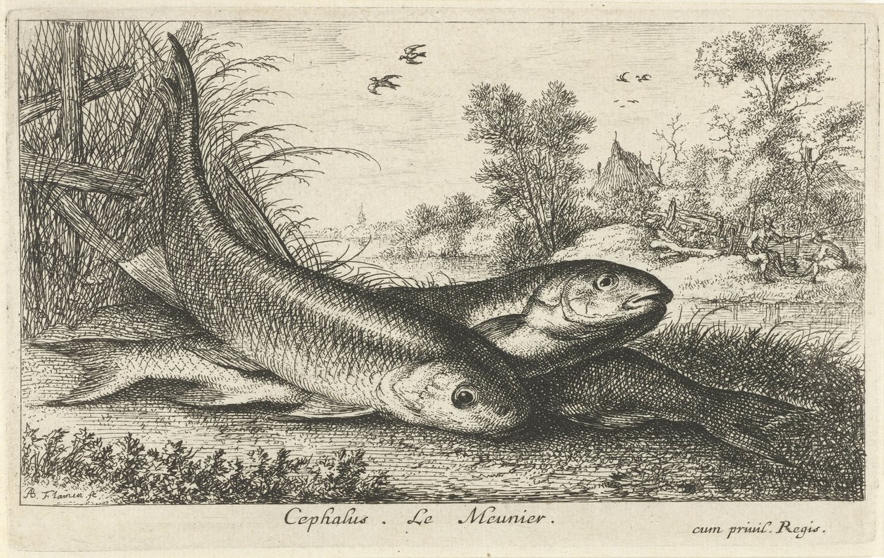 Tres cachos en la orilla de un río cefalo Le Meunier. (título en el objeto) Peces y otras criaturas marinas: primera serie de agua dulce (título de la serie) Diverse Especes de Poissons d
